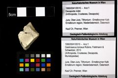 Foto (Objekt + Etiketten) von Gastrosacus torosus (Robins, Feldmann & Schweitzer, 2013) 